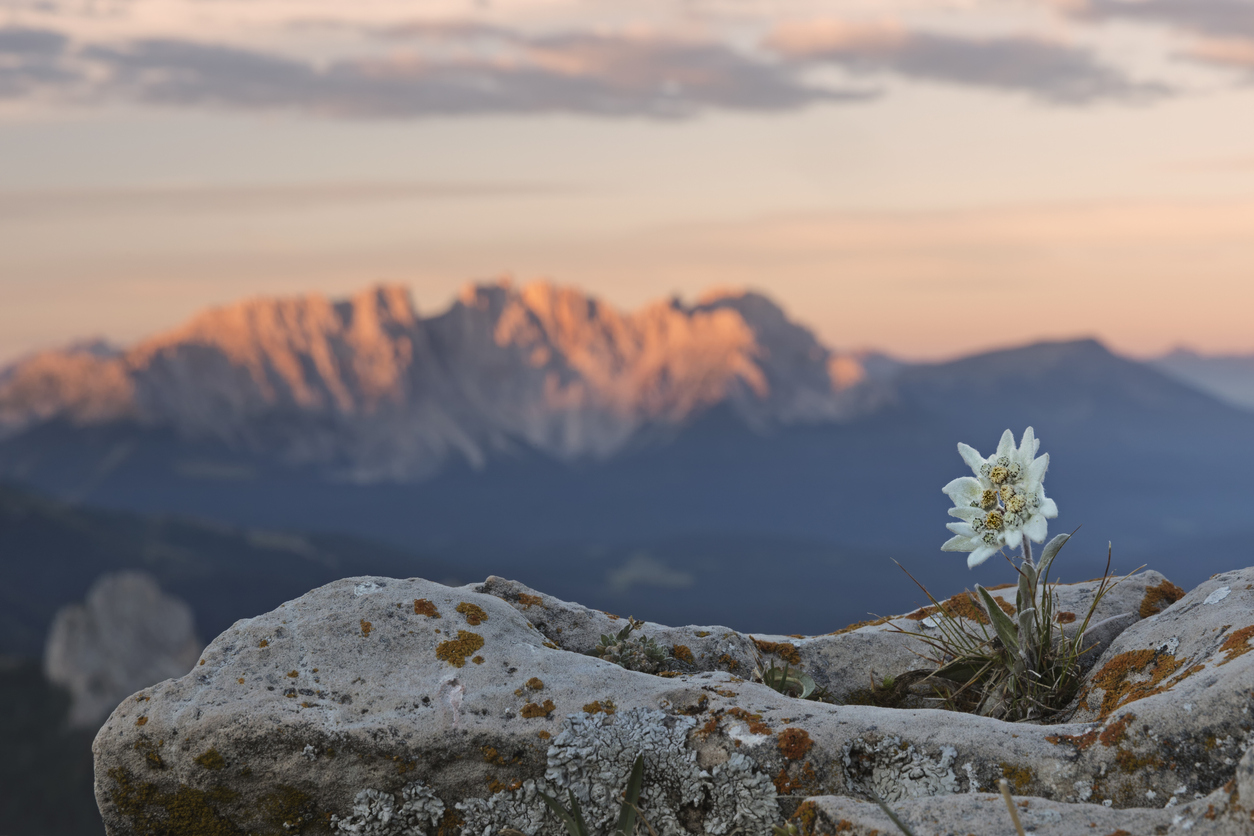 Alpenglühen, Edelweiss, Trauer